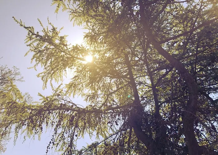 The Firs Guesthouse Guest house