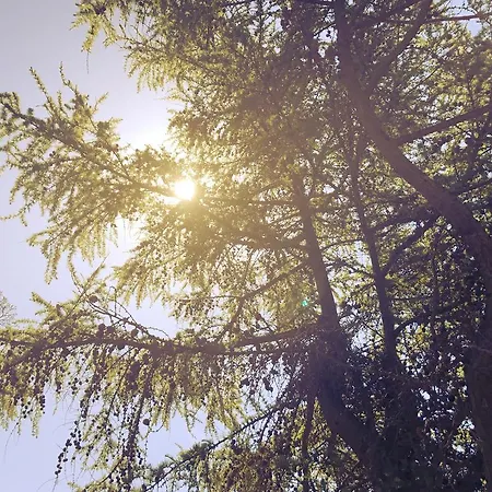 The Firs Guesthouse Guest house